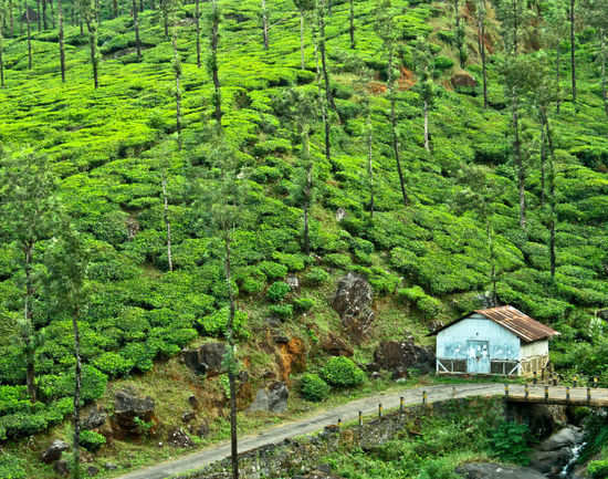 Trek to Chembra Peak in Wayanad | Times of India Travel