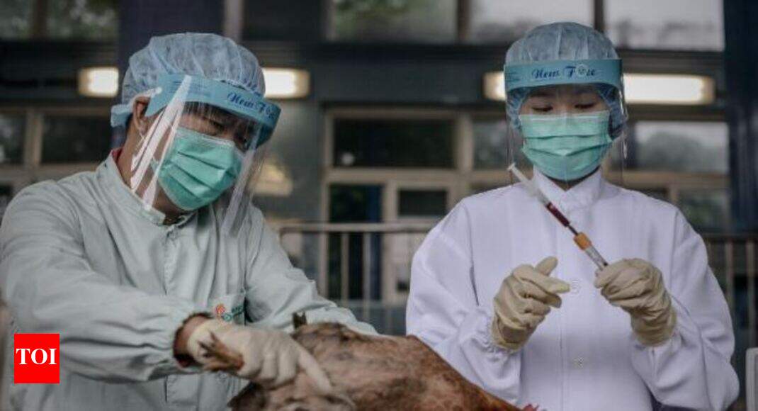 H7N9 bird flu: China bird flu death toll hits at least 108 ...