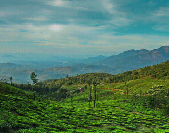 Some of the best things to do as a traveller in Wayanad