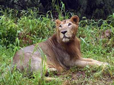 Soon, a database of all zoo animals across the country - Times of India