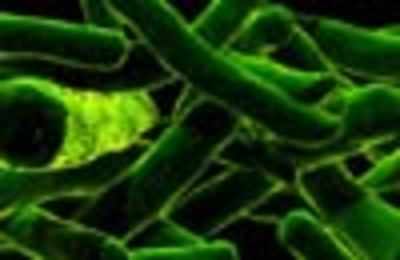 Fat clue to tuberculosis 'found'