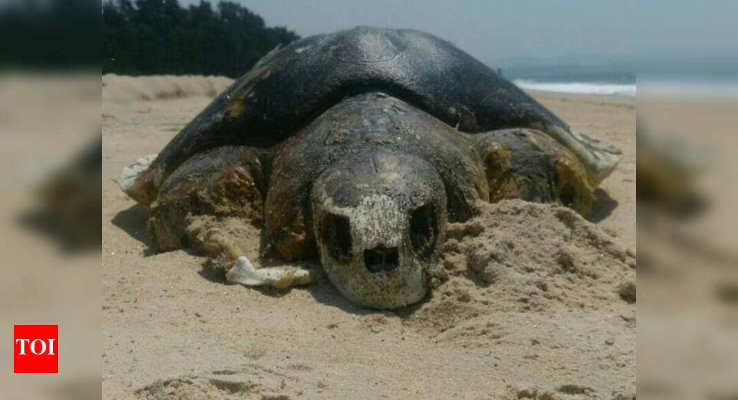 Dead Olive Ridley Turtles: Suspense over 4 turtle deaths on Mobor beach ...