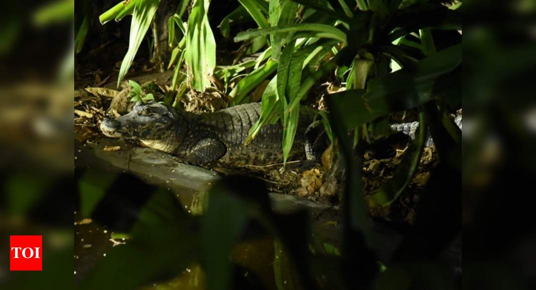 A nerve-wracking crocodile safari | Chennai News - Times of India