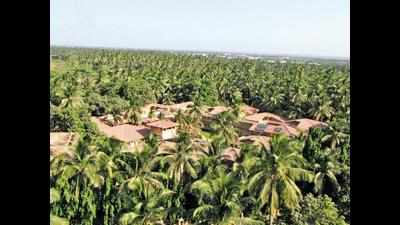 Gujarat pips God’s Own Country in coconut yield