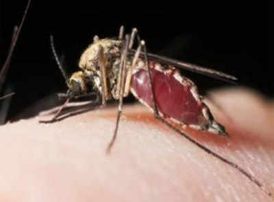 Andhra Pradesh plans hi-tech war on mosquitoes