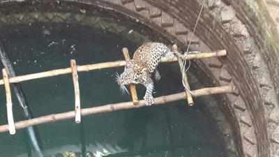 Young leopard rescued from well in Mahuva