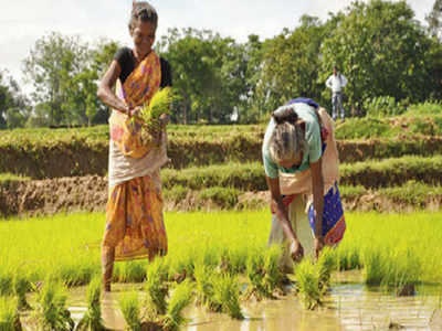 Rajendra Agricultural University develops new irrigation system