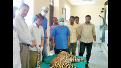 Leopard gets a chip implant for tracking