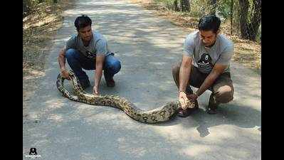 Villagers encounter a giant python in Agra