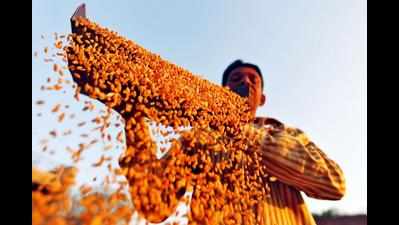 Farmers being fleeced in mandis, paid less for wheat: BJP MLA