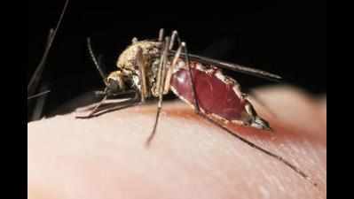 Mosquito spurt sparks Bidhannagar dengue fear
