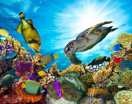 Places you just cannot miss to visit in Fiji
