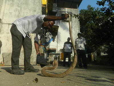 Six-foot long Cobra rescued from Navi Mumbai's Uran | Navi Mumbai News ...