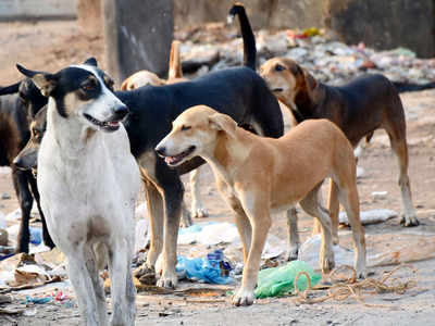 Stray dogs maul seven-year-old girl, death toll climbs to 11 in 12 months