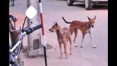 Thiruvananthapuram folks not compassionate to street dogs