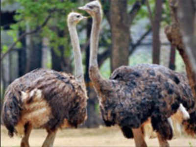 Ostriches lived in India 25,000 yrs ago: Study