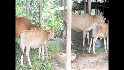 Indian Council of Agricultural Research focusing on conserving Indian breeds