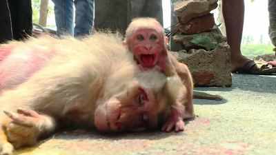 Baby monkey weeps over mother’s carcass in TN village