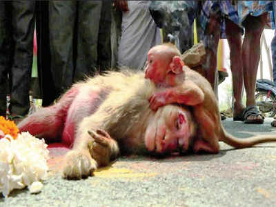 Grief-stricken baby monkey in tears after mother is run over