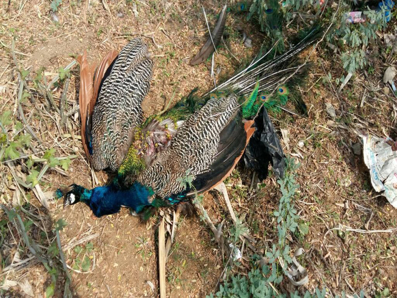 West Bengal: Peacock Manhandled by Villagers For Selfie, Dies