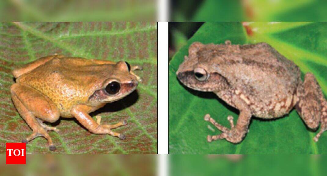 Frogs Heading Uphill To Escape Climate Change Kozhikode News Times Of India