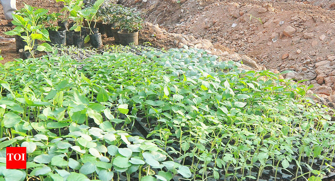 Nagpur Garden Club Take To Organic Kitchen Gardening People Urged Nagpur Garden Club Take To Organic Kitchen Gardening People Urged News Times Of India