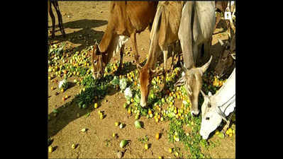 Harsher law in Gujarat to milk cows for votes
