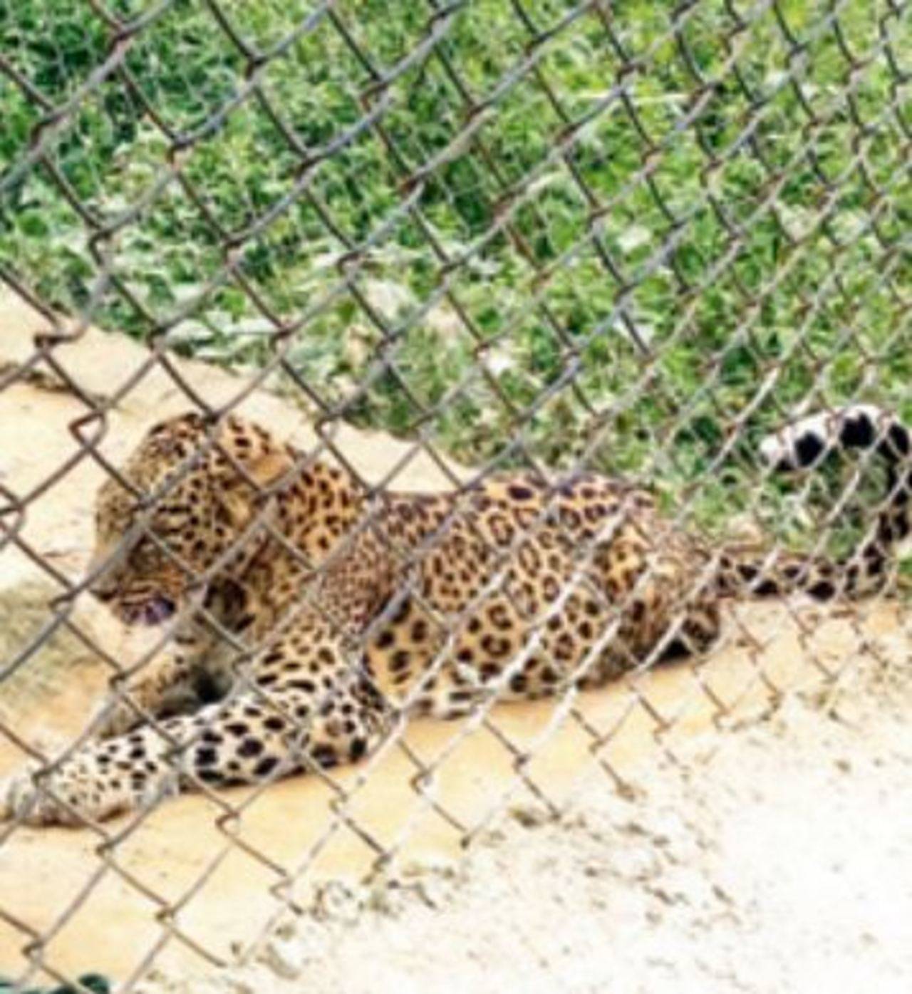 Leopards go missing from zoo, alert sounded | Chandigarh News - Times of  India