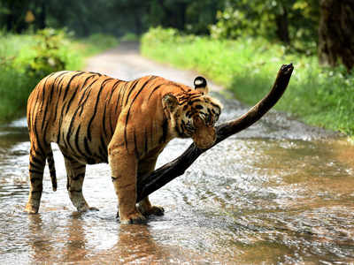 Nagarjunasagar tiger reserve scorched by worst forest fires