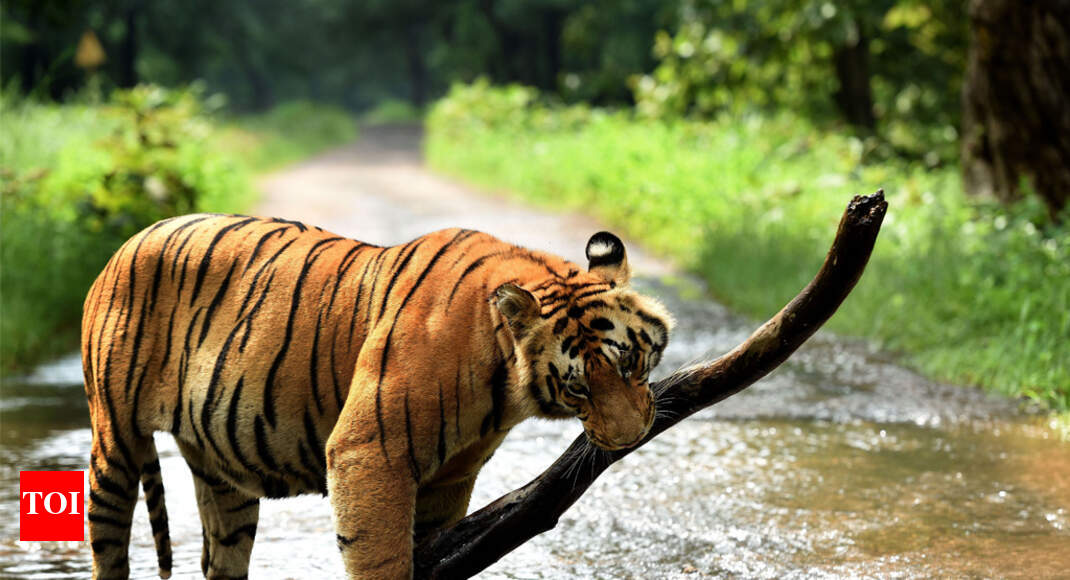 Nagarjunasagar tiger reserve scorched by worst forest fires Hyderabad News Times of India