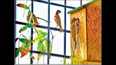 Chirp on window is back: Sparrows return to capital, census from today