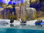 Humboldt penguins during the inauguration