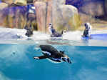 ​ Humboldt penguins during the inauguration