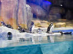 ​ Humboldt penguins