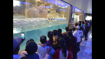 Thousands visit the penguin enclosure on Mumbai