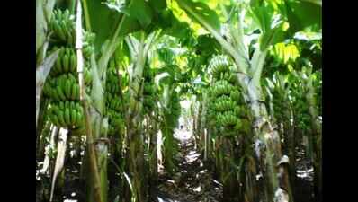 Banana Plants ABLAZED: Strong winds damage banana plantations | Erode ...