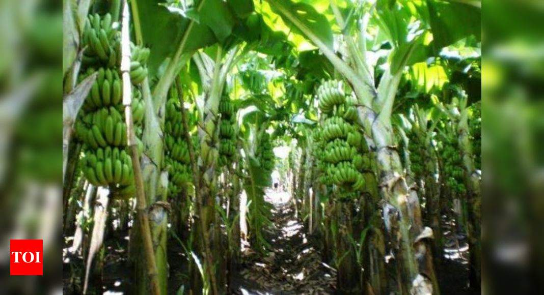 Sathyamangalam Banana Market Price Today In Erode