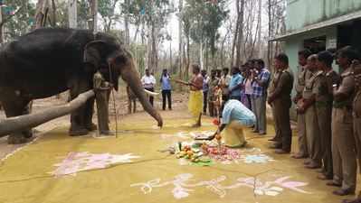 It's chill out time for 24 elephants in Coimbatore