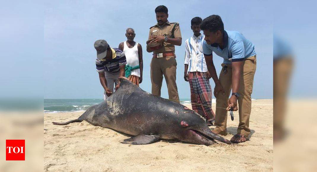 Carcass of bottlenose dolphin washed ashore in Dhanushkodi | Chennai ...