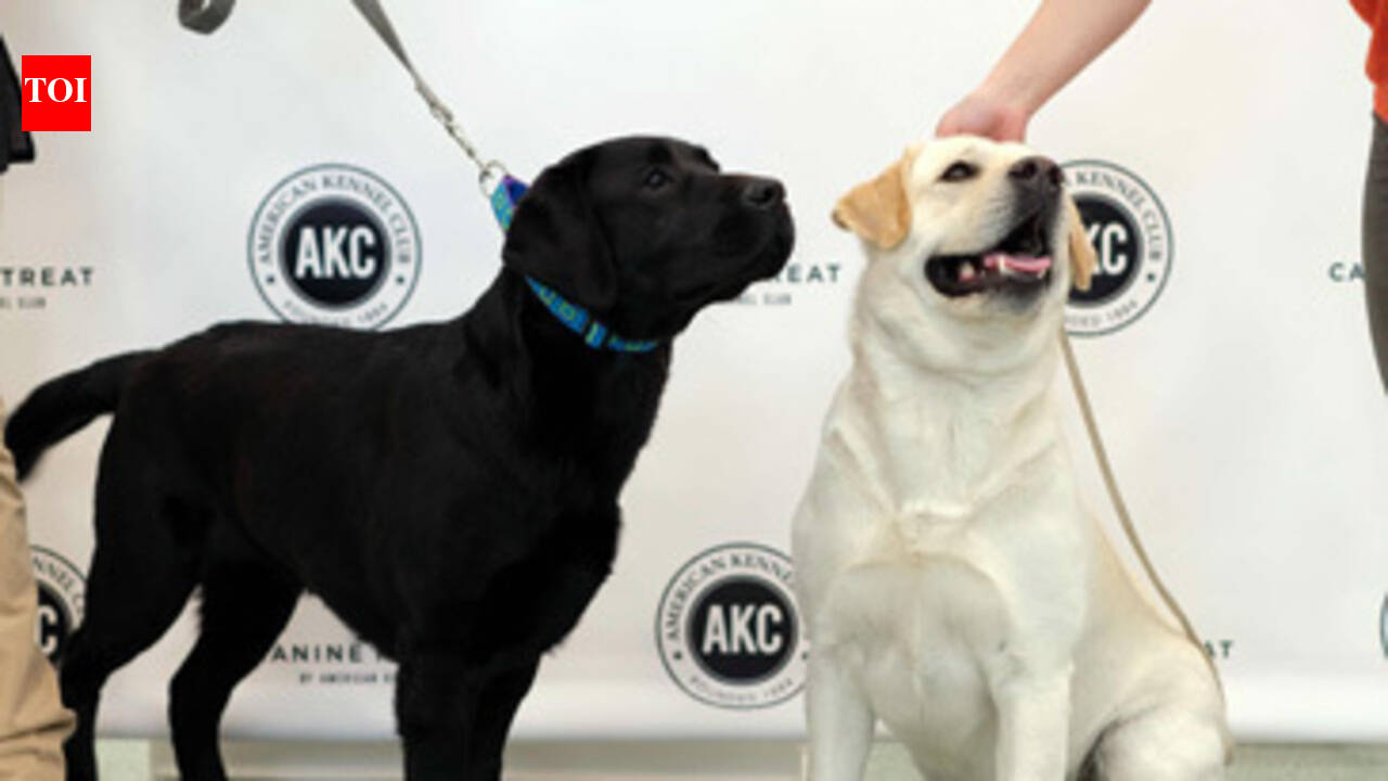 Labs reign as America's most popular dog breed