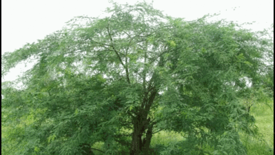 TN court directs man to remove 25 seemai karuvelam trees for bail