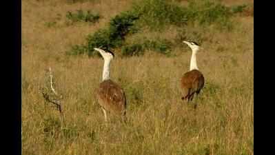 Great Indian bustards get 3,700 hectares more