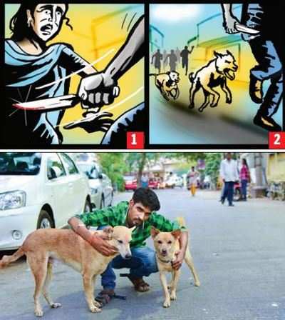 Dogs help catch stalker who stabbed woman in T Nagar