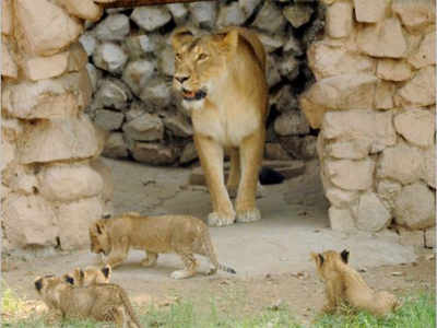 King of jungle forced to eat chicken in Lucknow zoo