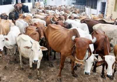 UP effect: Bihar to stop illegal cattle slaughter