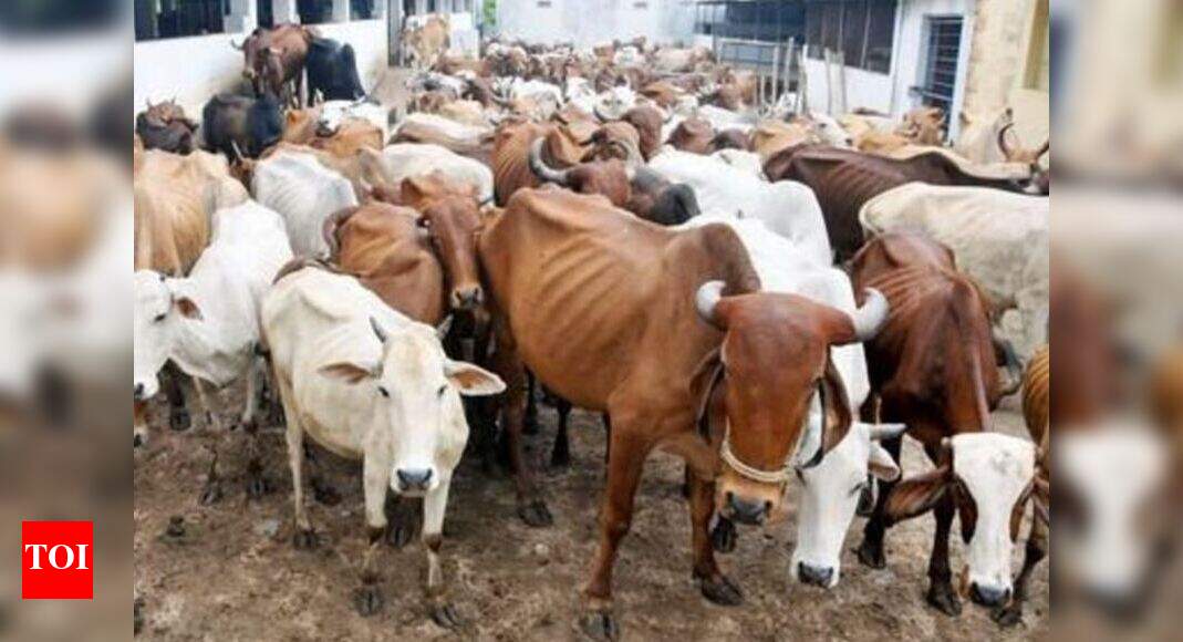 UP effect Bihar to stop illegal cattle slaughter Patna News Times