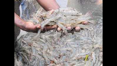 Efforts on to boost fish production in Bihar: Awadhesh Kumar Singh