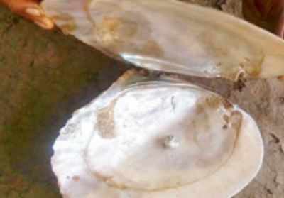 Agriculture Department Charts Plan To Promote Pearl Farming 