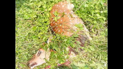 Stray dogs kill 2 spotted deer