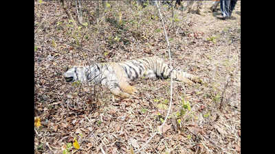 ‘Nothing alarming about increase in wild animal deaths in Nilgiris’